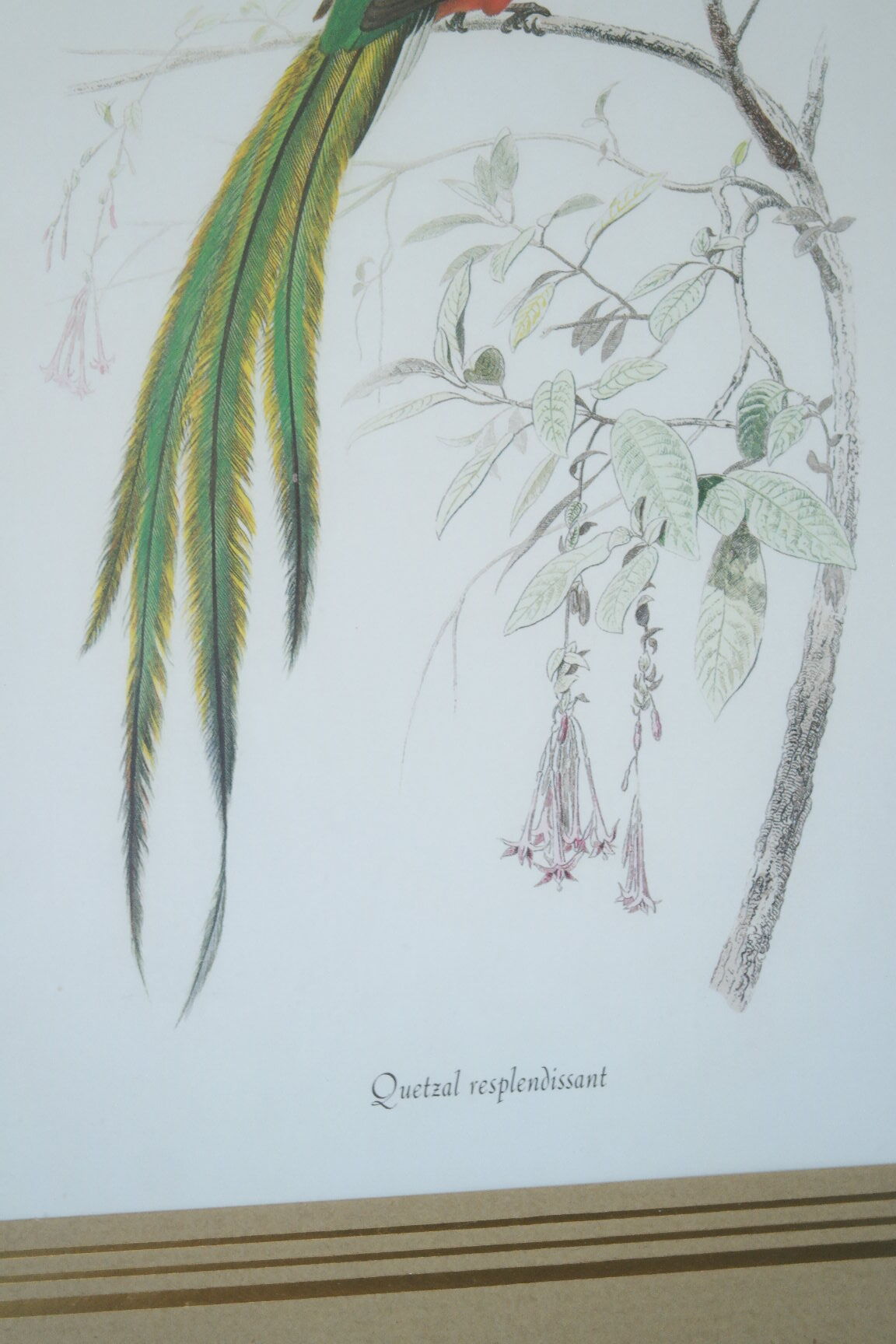 Pair of framed bird engravings