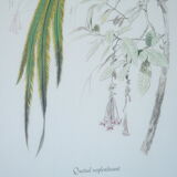 Pair of framed bird engravings