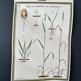 Botanical poster 1970's