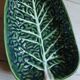 Plat creux en barbotine feuille de chou