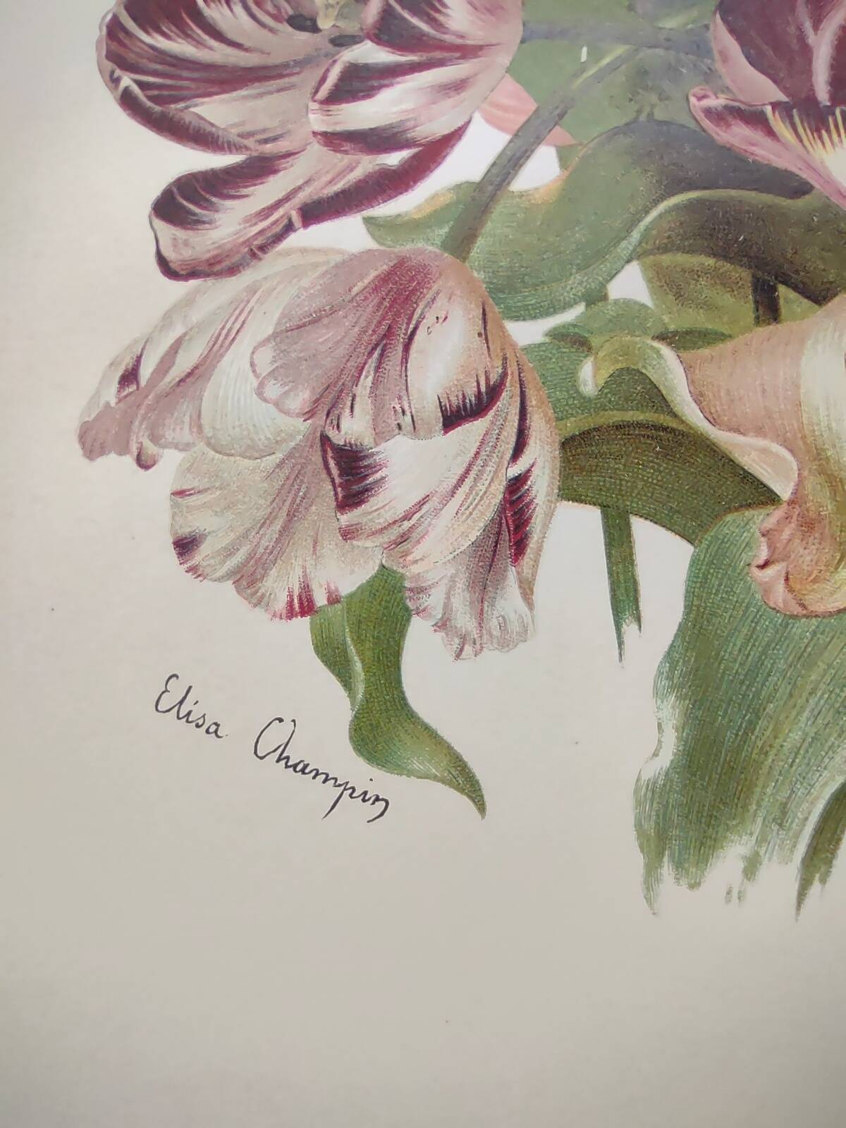 Botanical flower engraving 1899 by Élisa Champin - Tulips - Old print