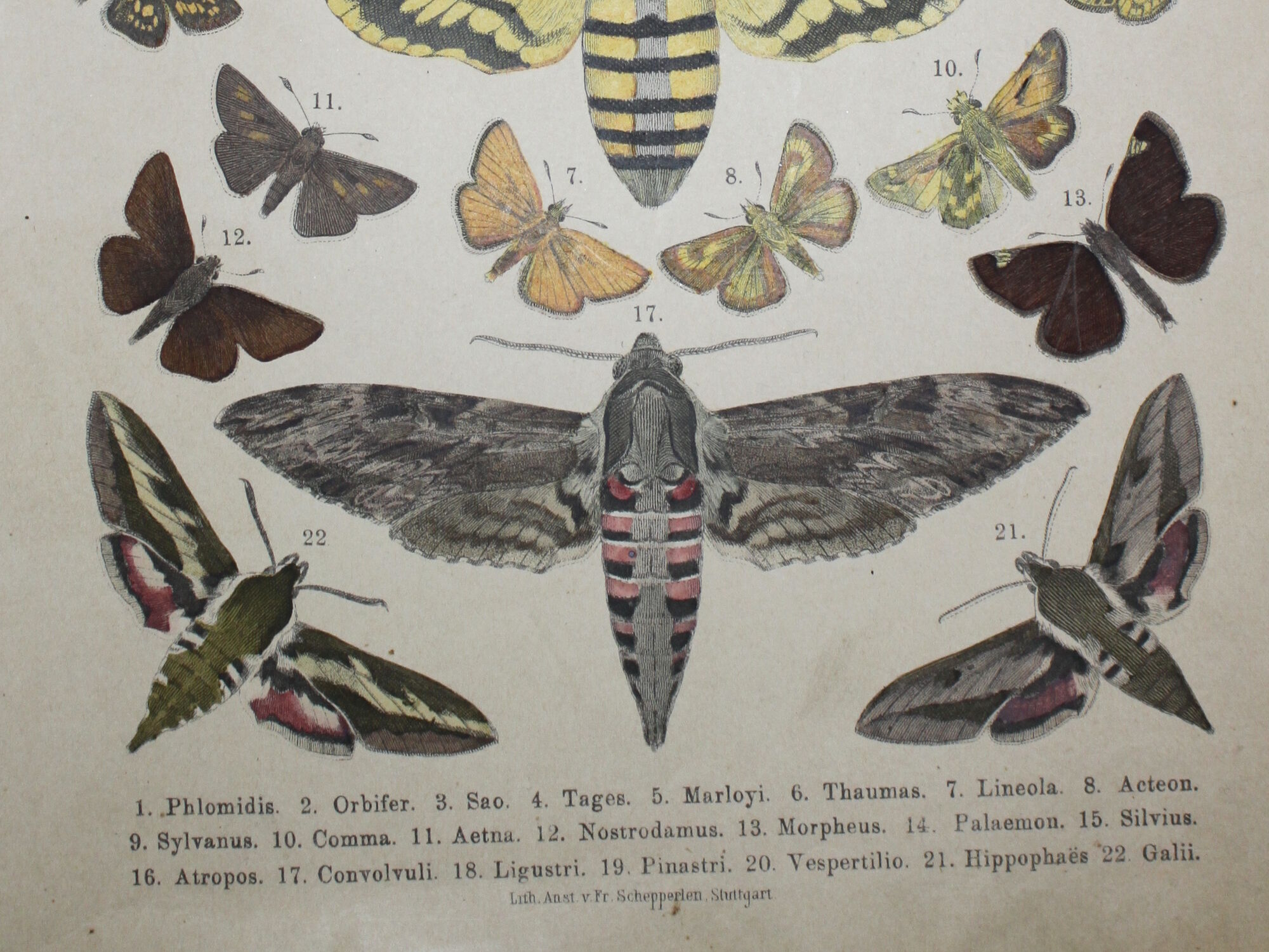 Phlomidis butterflies and skull, illustration of 1887, antique print, lepidoptere plate