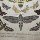 Phlomidis butterflies and skull, illustration of 1887, antique print, lepidoptere plate