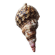 Shell decoration