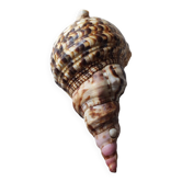 Shell decoration