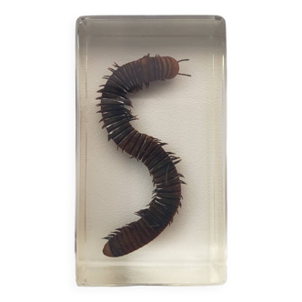 Resin inclusion insect - centipede to identify curiosity - n°44