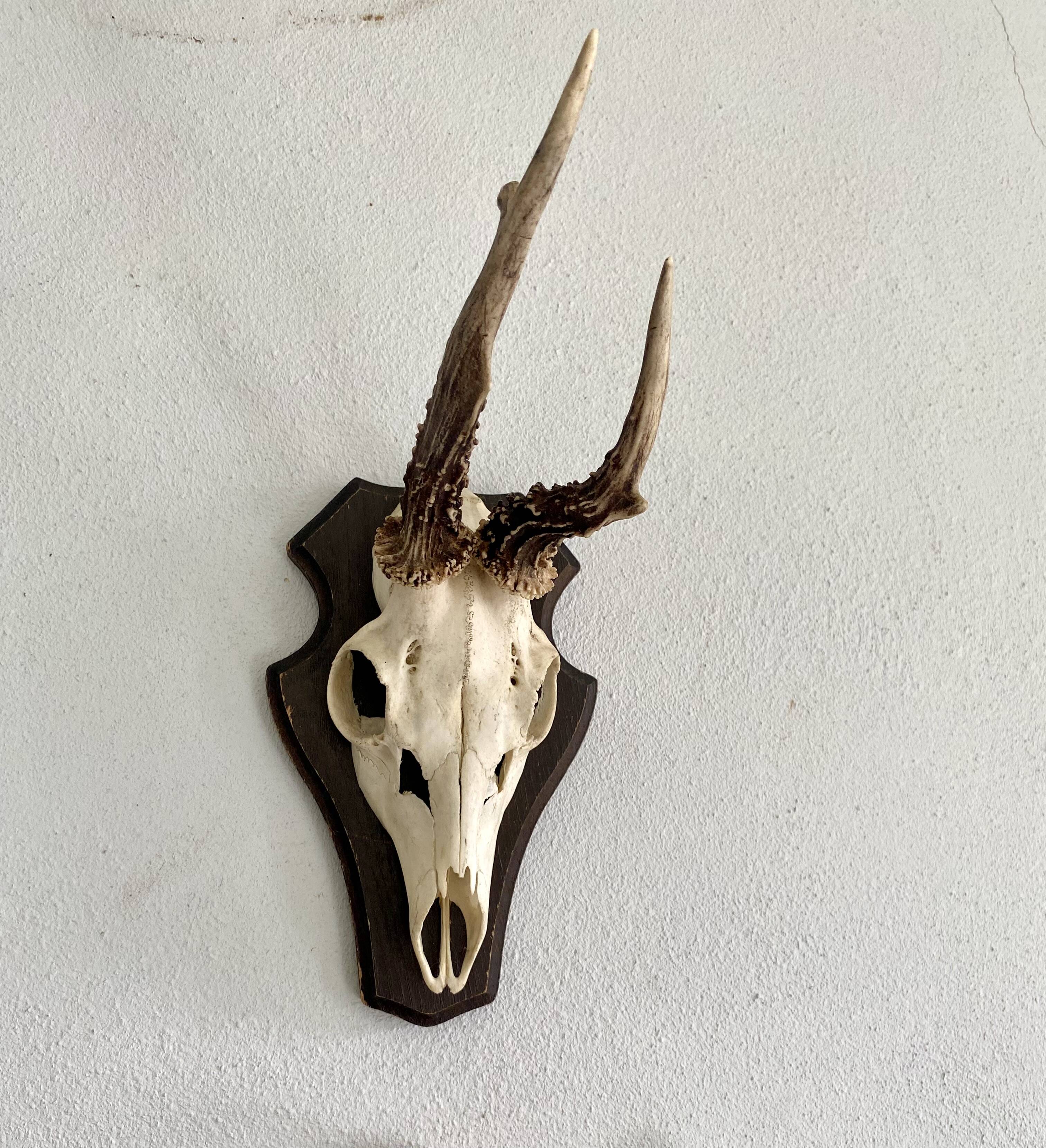 Horns on base, cabinet of curiosities