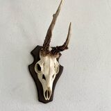 Horns on base, cabinet of curiosities