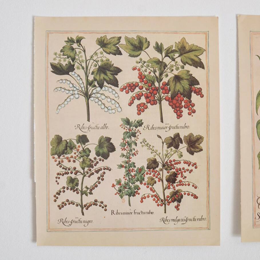 Planches herbier ancien