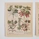 Planches herbier ancien