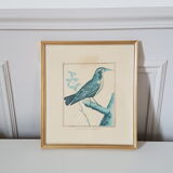 Framed bird engraving