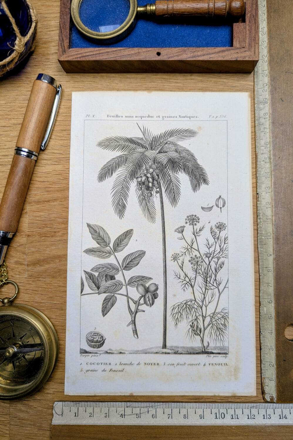 Printed in 1818, coconut tree, walnut and fennel. By Saint-Pierre.