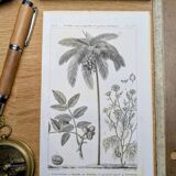 Printed in 1818, coconut tree, walnut and fennel. By Saint-Pierre.