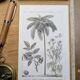 Printed in 1818, coconut tree, walnut and fennel. By Saint-Pierre.