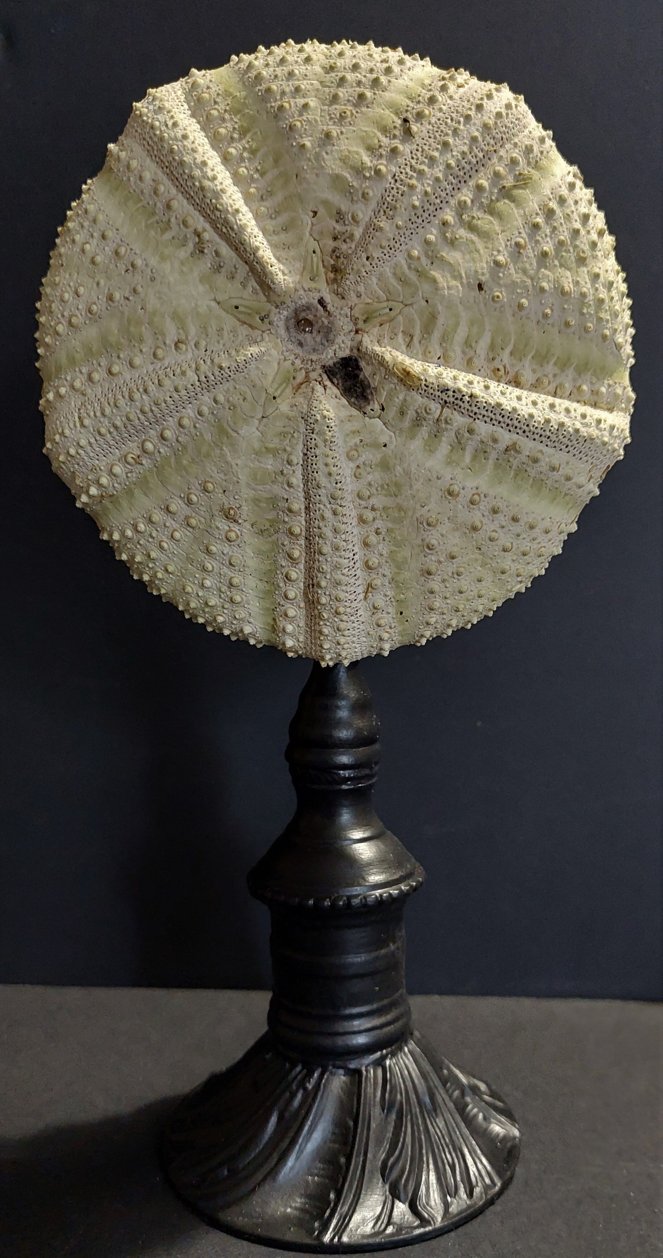 Cabinet of Curiosities sea urchin astropyga radiata on base