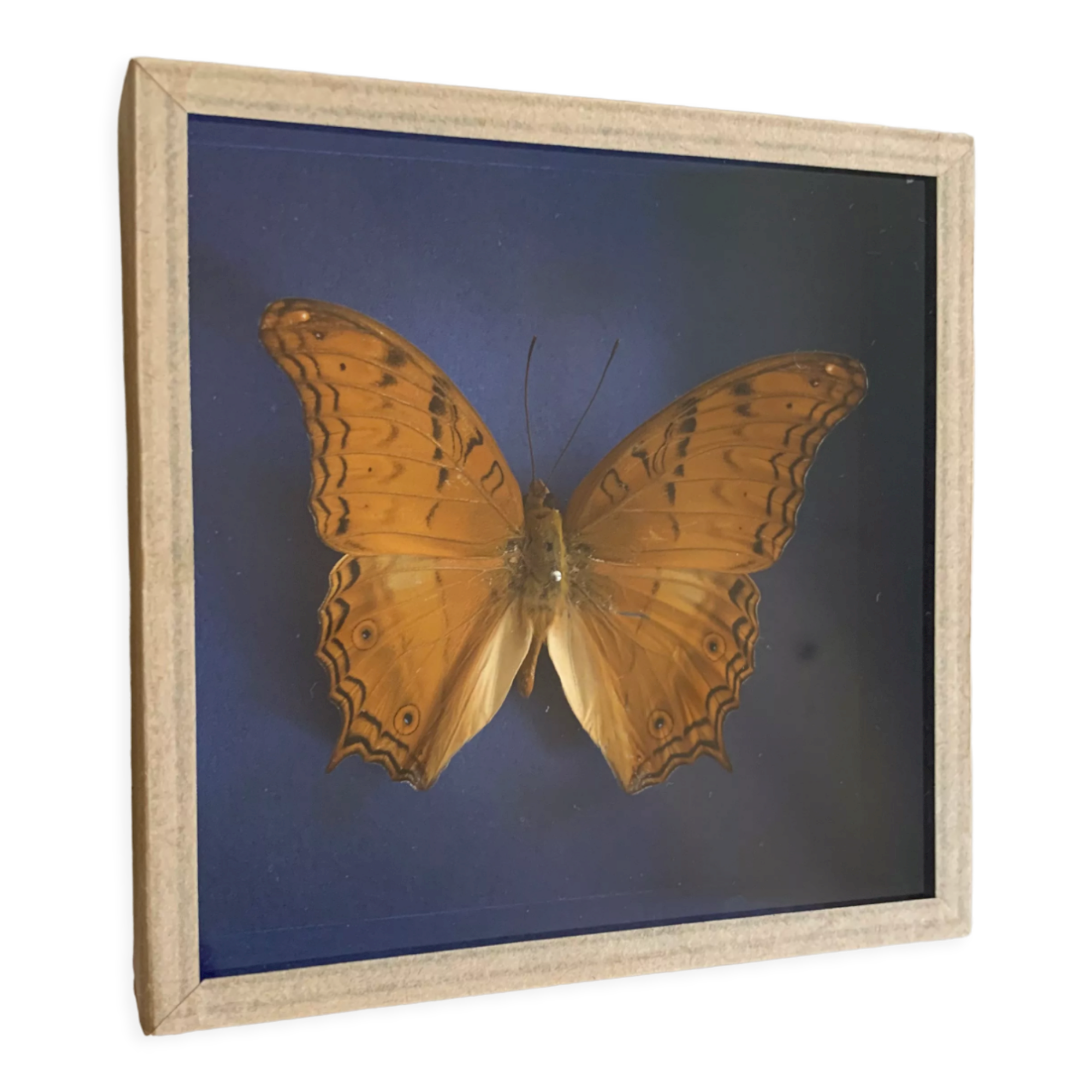 Butterfly stuffed under glass