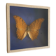 Butterfly stuffed under glass