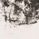 Rose, B/W Woodcut, 41 x 51 cm