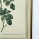 Floral illustration