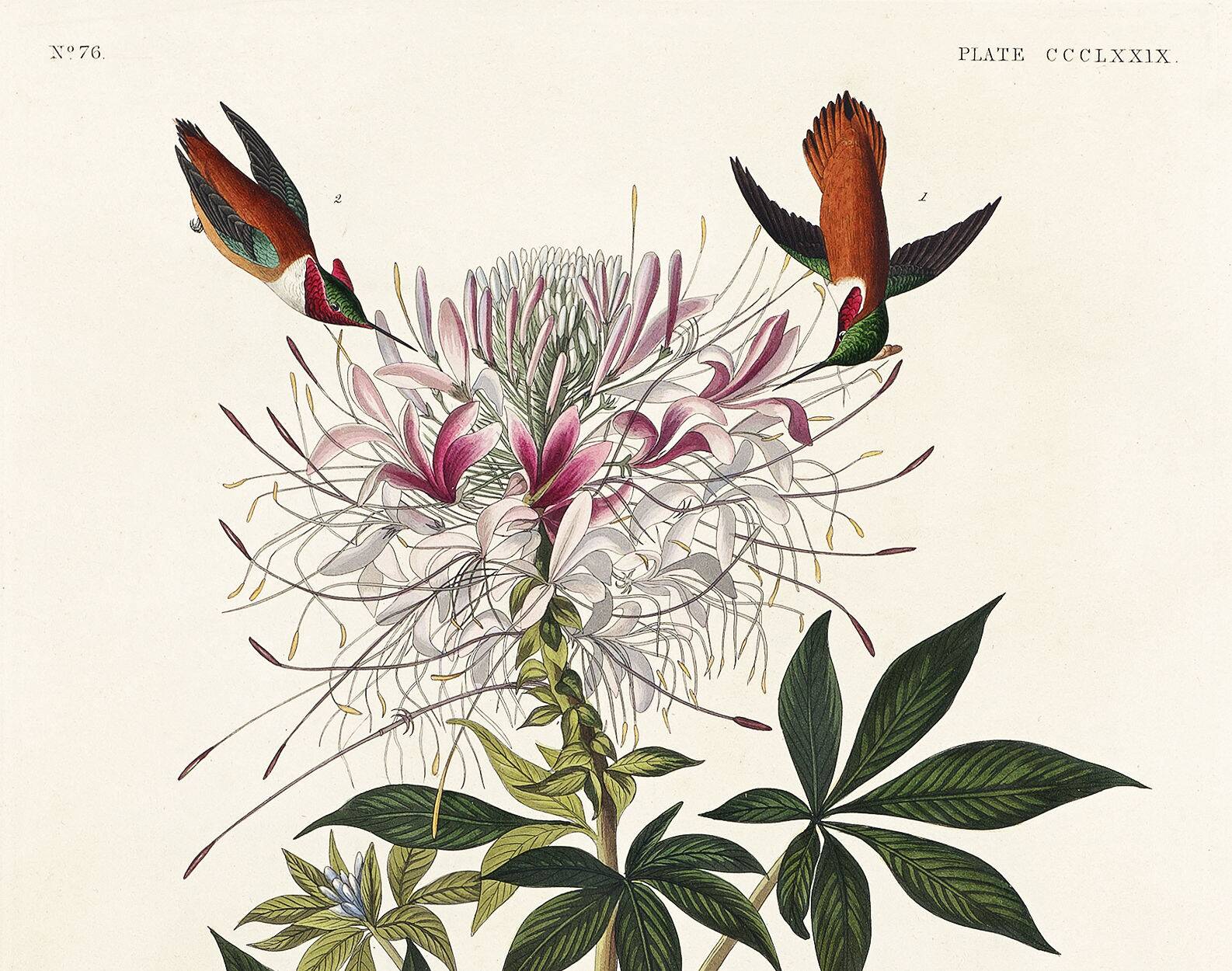 Poster about the rufous-throated hummingbird, based on an old engraving from 1827