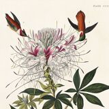 Poster about the rufous-throated hummingbird, based on an old engraving from 1827