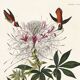 Poster about the rufous-throated hummingbird, based on an old engraving from 1827