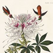Poster about the rufous-throated hummingbird, based on an old engraving from 1827