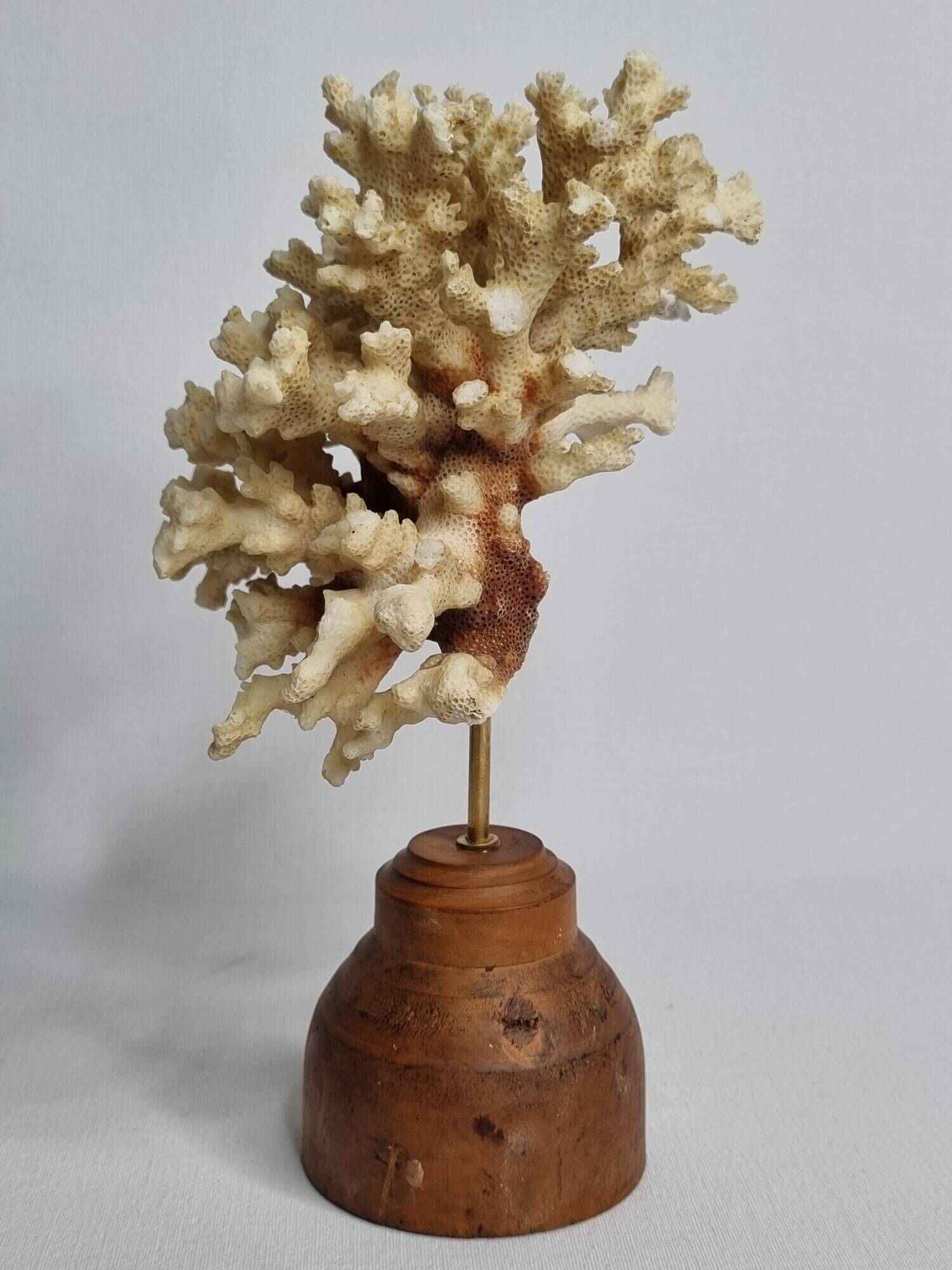 Old white coral on wooden base, branched, 20 cm