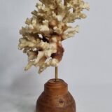 Old white coral on wooden base, branched, 20 cm