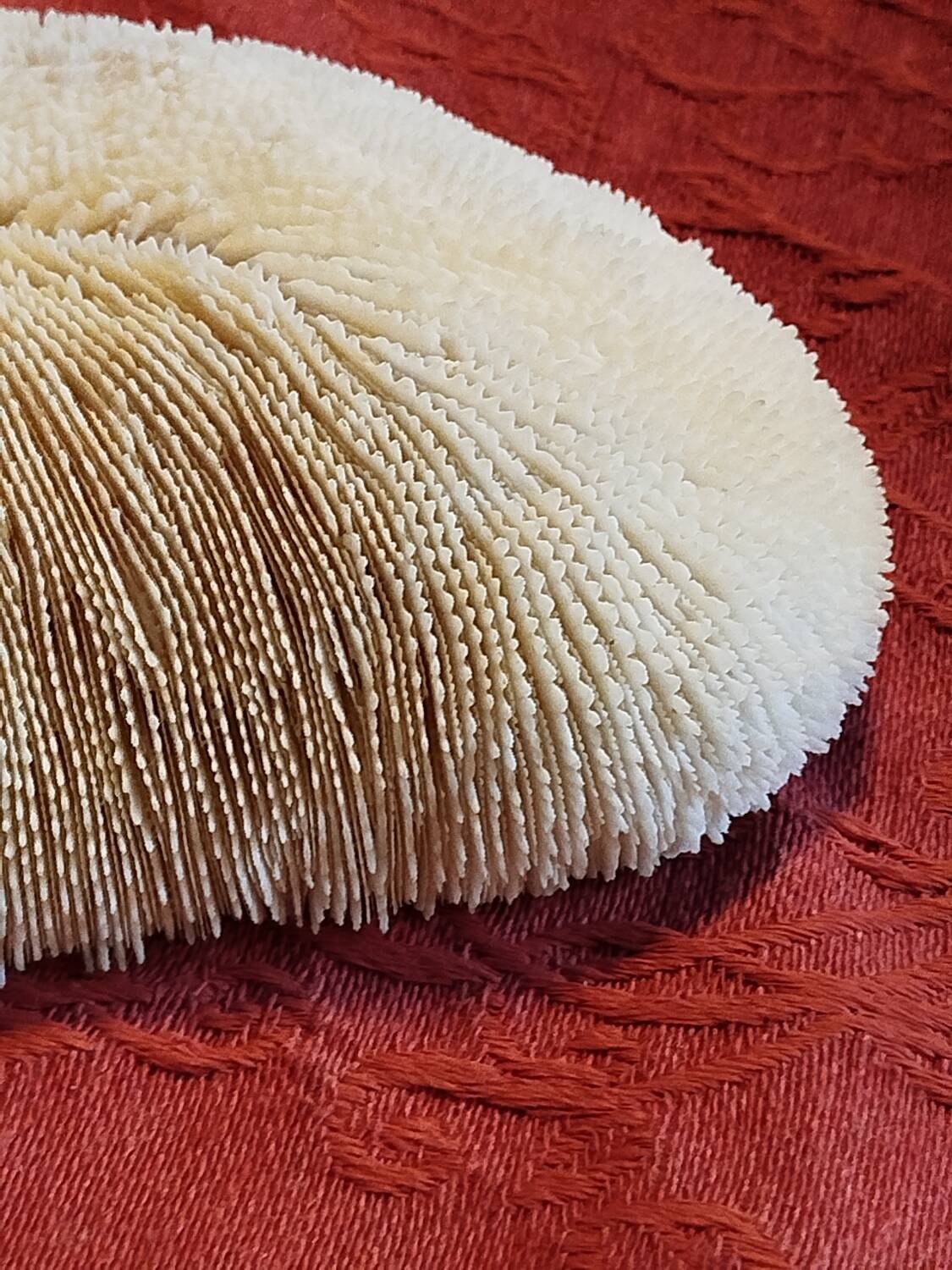 White coral fungia