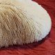 White coral fungia