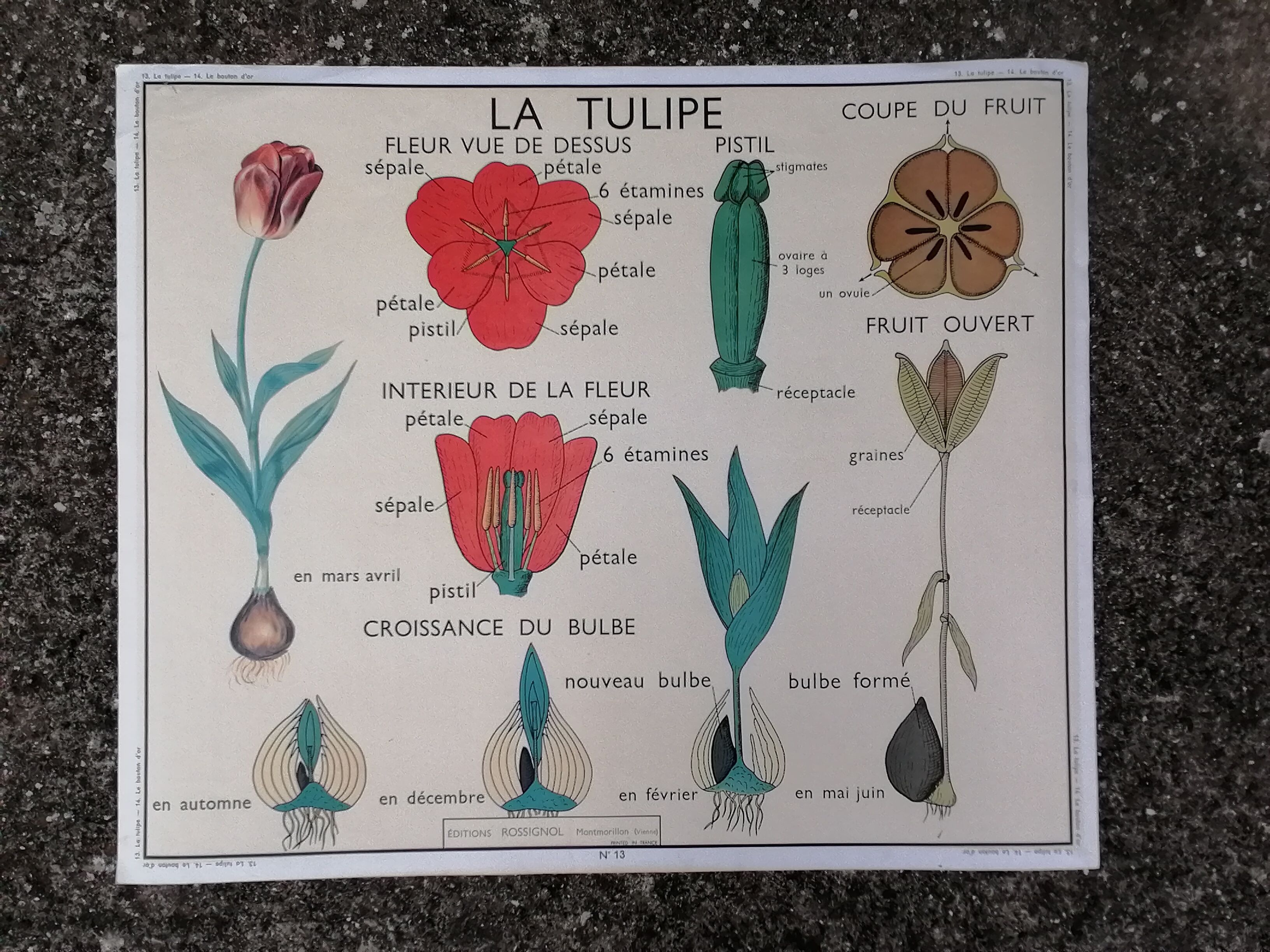 Vintage rossignol school educational poster - the tulip and the golden button