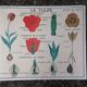 Vintage rossignol school educational poster - the tulip and the golden button