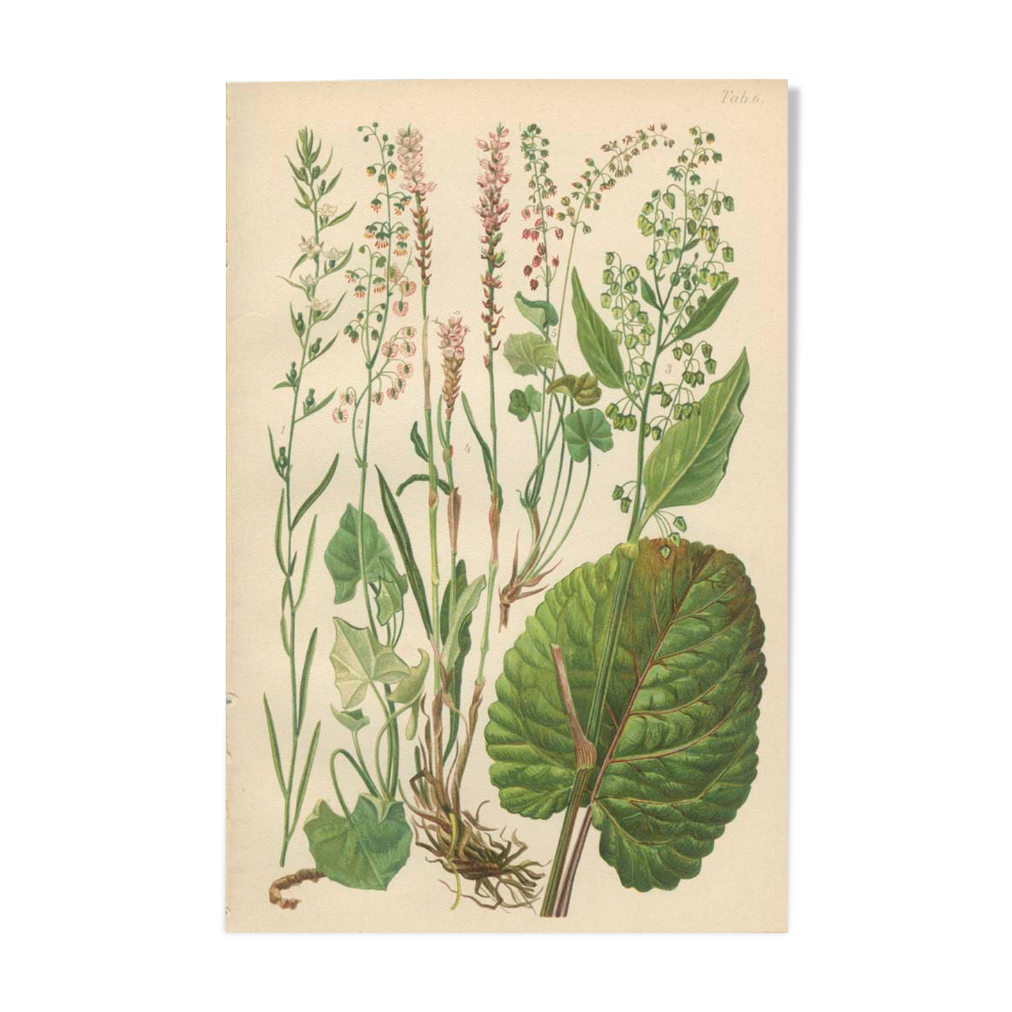 Botanical Plate 1906: Buckler Sorrel, Alpine Quay, Rhubarb of the Monks, Bistort