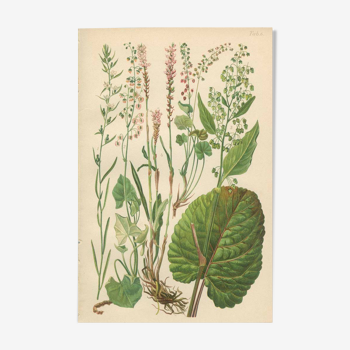 Botanical Plate 1906: Buckler Sorrel, Alpine Quay, Rhubarb of the Monks, Bistort