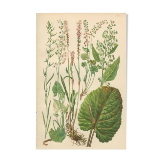 Botanical Plate 1906: Buckler Sorrel, Alpine Quay, Rhubarb of the Monks, Bistort