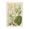 Botanical Plate 1906: Buckler Sorrel, Alpine Quay, Rhubarb of the Monks, Bistort