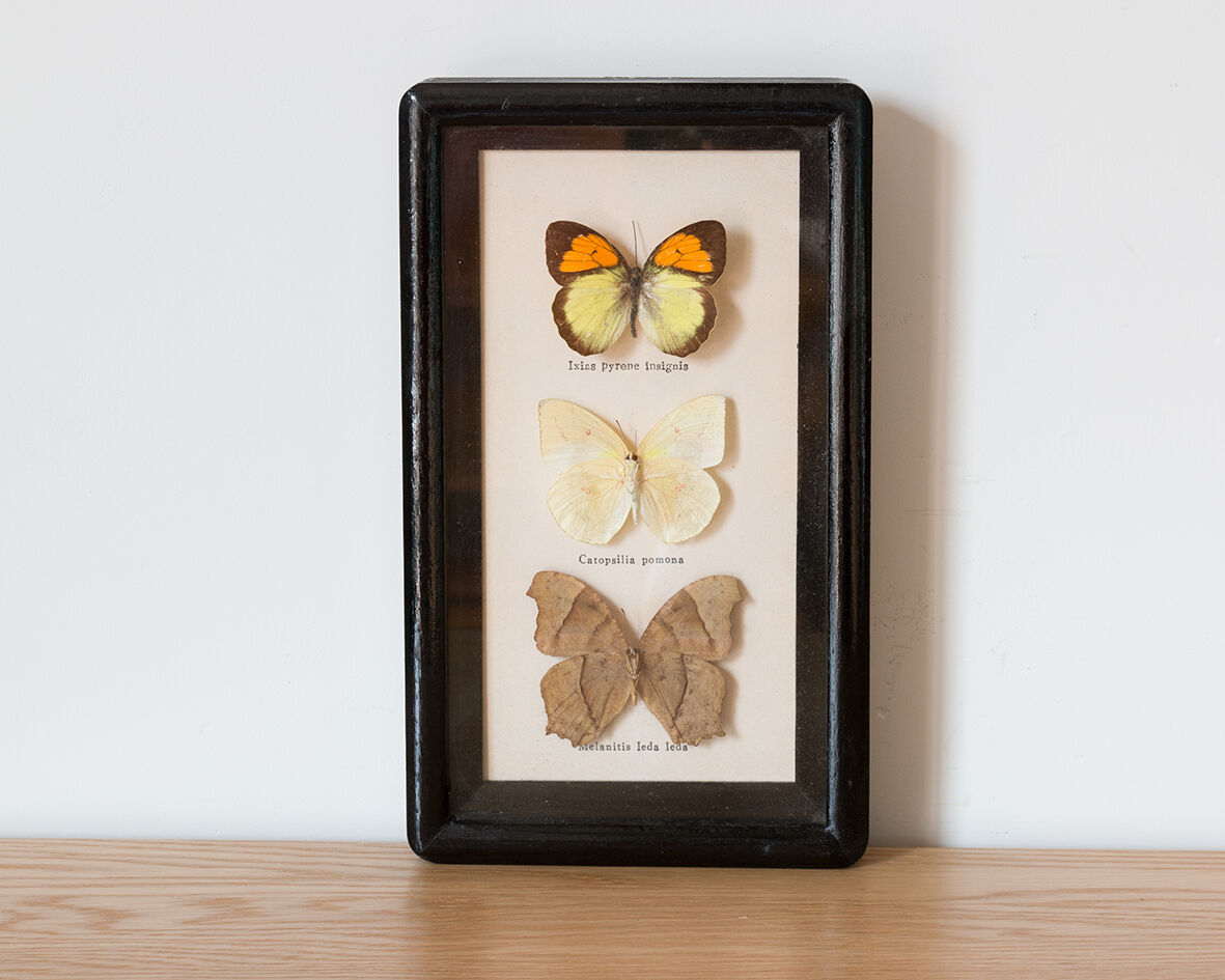 Framed butterflies