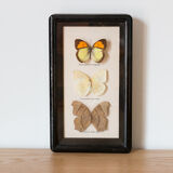 Framed butterflies