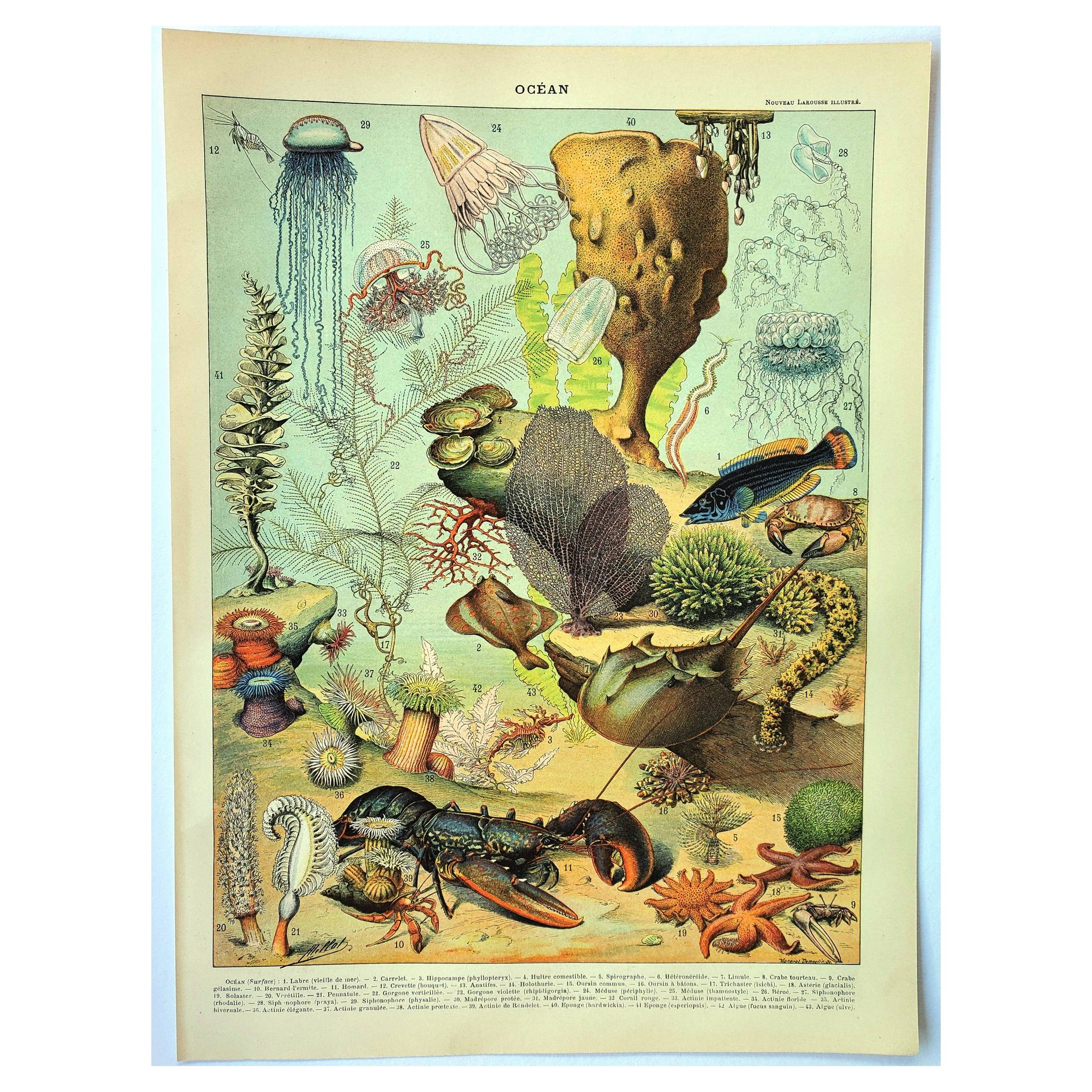 Gravure ancienne 1897 A. Millot - Faune et Flore des océans, océan, poisson