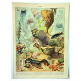 Gravure ancienne 1897 A. Millot - Faune et Flore des océans, océan, poisson