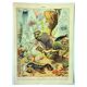 Antique engraving 1897 A. Millot - Fauna and Flora of the oceans, ocean, fish