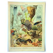Gravure ancienne 1897 A. Millot - Faune et Flore des océans, océan, poisson