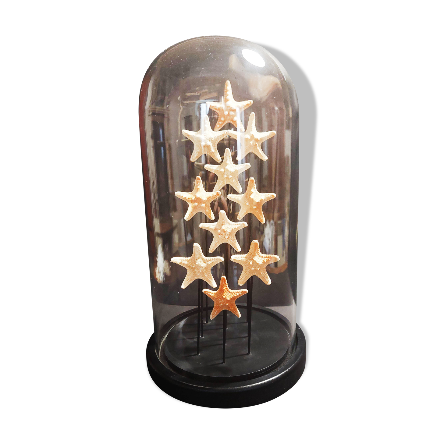 Cabinet de Curiosités globe aux étoiles de mer protoreaster nodosus