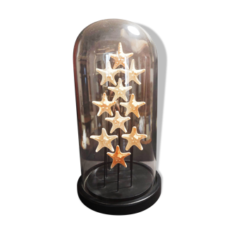Cabinet of Curiosities globe with starfish protoreaster nodosus