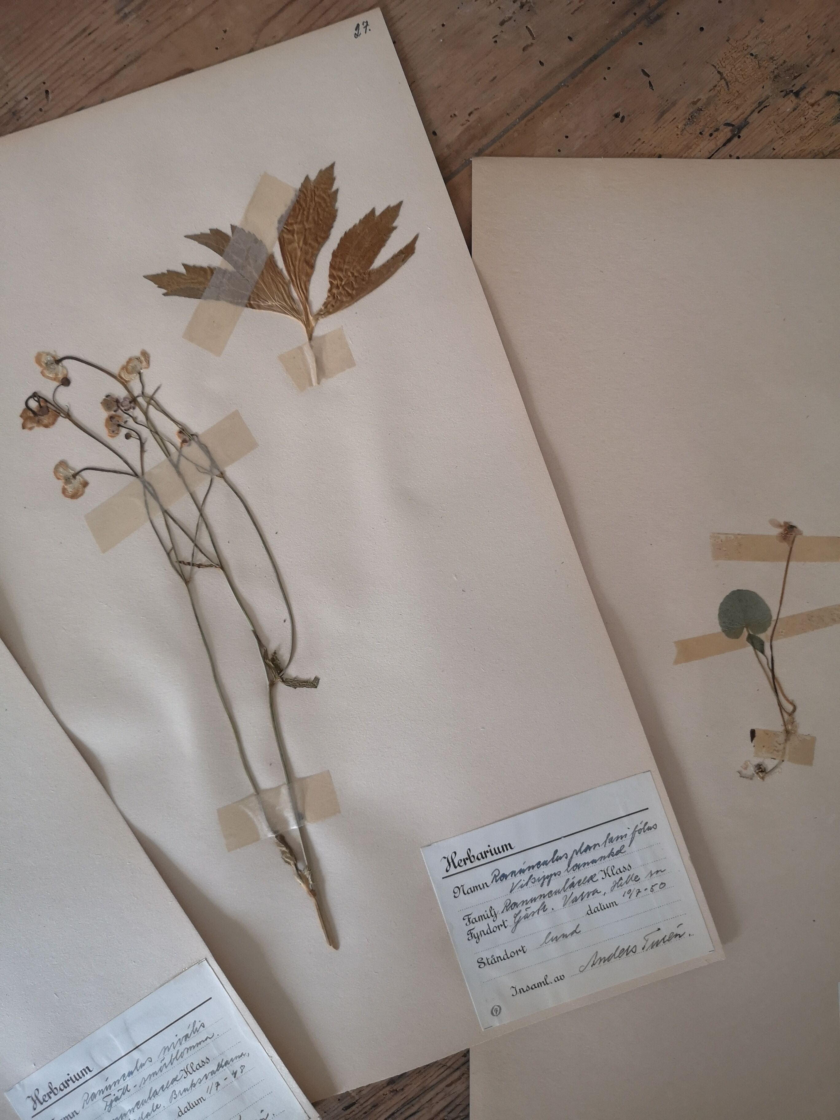 Ancient Swedish herbarium boards