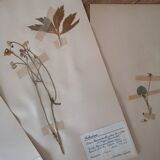 Ancient Swedish herbarium boards
