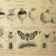 Botanical plate 1921 M. Dessertenne - Vegetable garden turnip - old engraving