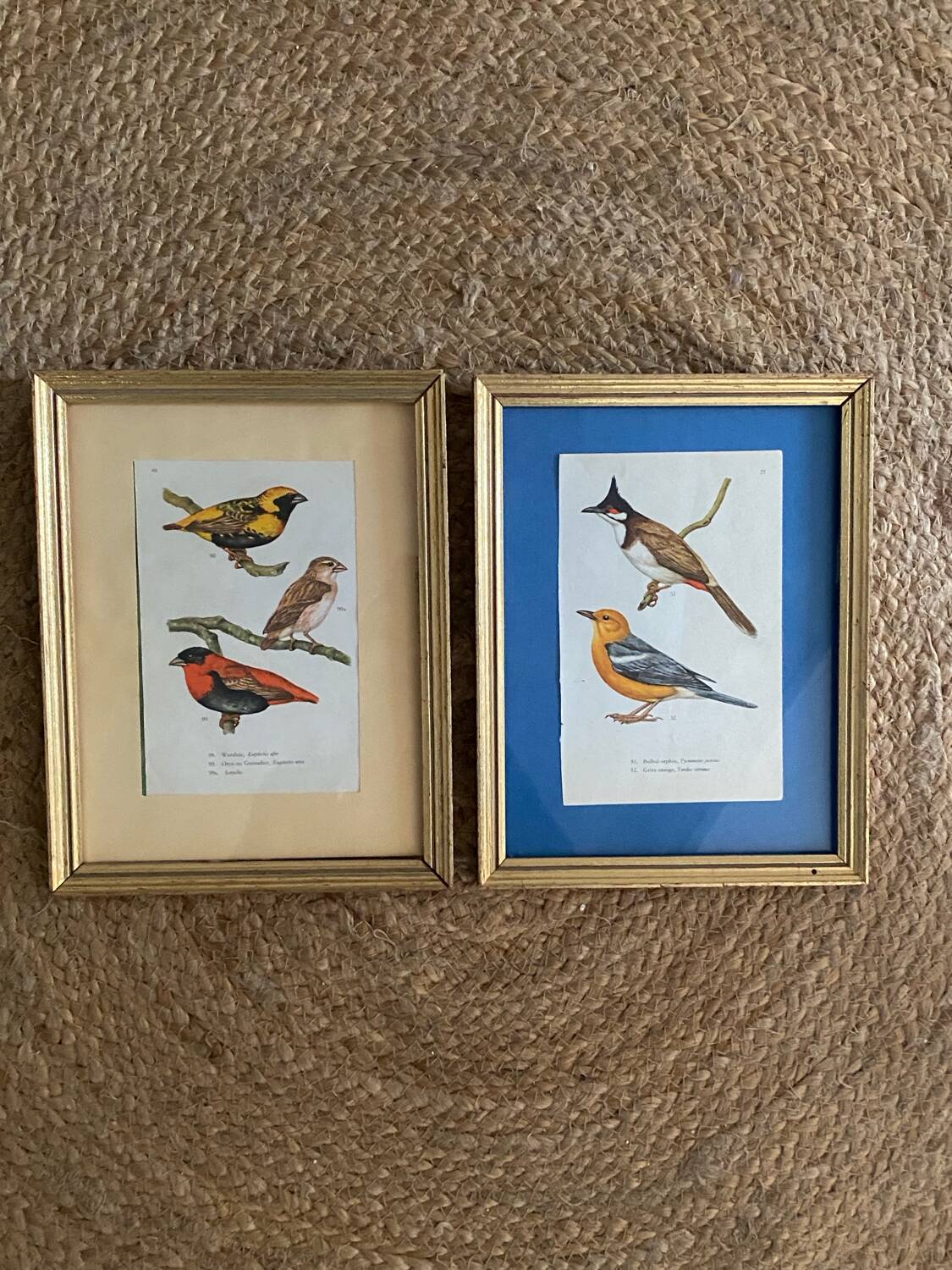 Ornithological frames “birds in cages”.