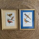 Ornithological frames “birds in cages”.